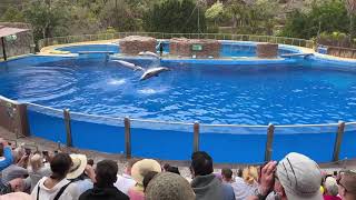 palmitos park gran canaria dolphin show  parque palmitos gran canaria espectáculo de delfines [upl. by Urbas]