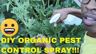 Organic Pest Control amp DIY Peppermint Oil Spray For Spider Mites amp Aphids [upl. by Fortna]