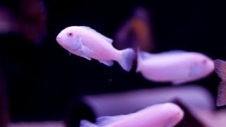 Pseudotropheus Socolofi Albino [upl. by Nwahsal]