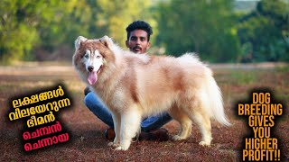 Wolf Dog costs lakhs in Kerala  Vickies Greeny [upl. by Edya]