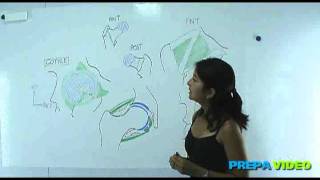 anatomie cours arthrologie larticulation coxo femorale [upl. by Nelon21]