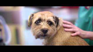 PDSA Youre the Reason TV Advert [upl. by Pammy]