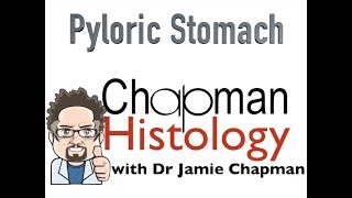 3 Min Histology  Pyloric Stomach [upl. by Ellennoj]