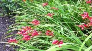 Crocosmia Culzean Castle [upl. by Nosliw]