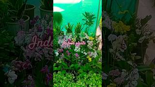 Indoor Plants🪴shorts ytshorts somarsokhobhalobasa [upl. by Herschel]