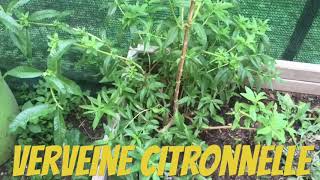 Permaculture La verveine citronnelle Boissons chaude gratuites [upl. by Saum]