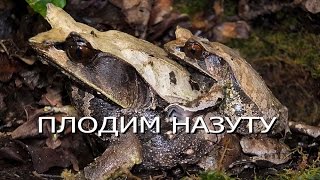 Разведение рогатой чесночницы Horned frogs Engl subt [upl. by Gussy297]