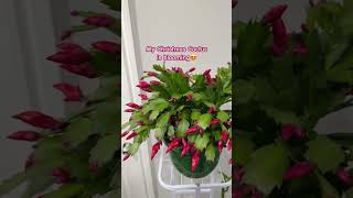 Christmas Cactus 🌵 ZygoCactus Blooming christmas cactus plants plantlover trending blooming [upl. by Honan]