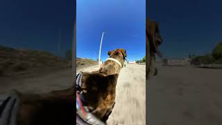 Running and playing with toys in the GREYHOUND RESCUE CENTER  GALGO POV [upl. by Diskson950]