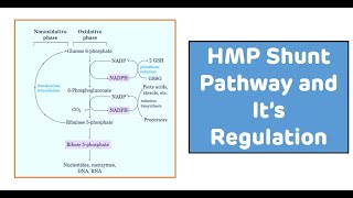 HMP Shunt Pentose Pathway [upl. by Genet]