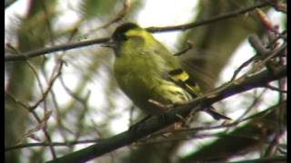 Der Erlenzeisig Zeisig im Wald  Carduelis spinus [upl. by Ancell]