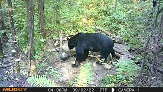 2022 Wisconsin Bear Baiting Last Week Before The Hunt [upl. by Noman]