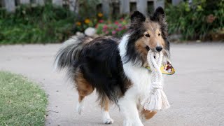 The Shetland Sheepdog A Perfect Family Dog [upl. by Cybill162]