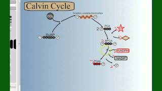 Photosynthesis Part 4 The Calvin Cycle [upl. by Yhtomot]