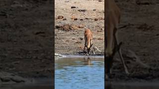 Crocodile not allow deer to drink waterwildlife [upl. by Dewitt]