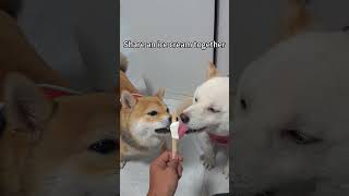 My dogs share an ice cream together😂dog [upl. by Inkster]