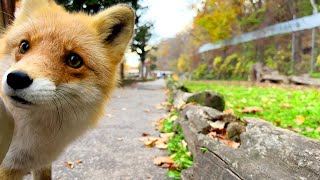 【Clipping】 Scenes of Kitakitsune northern foxes which are found only in Hokkaido of Japan [upl. by Verner]