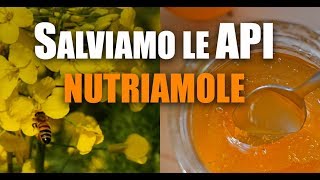 Salviamo le Api Nutriamole con il Lievito di Birra [upl. by Cerelia]