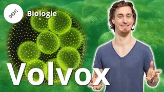 Volvox Aufbau Fortpflanzung und die erste Leiche – Biologie  Duden Learnattack [upl. by Onofredo262]