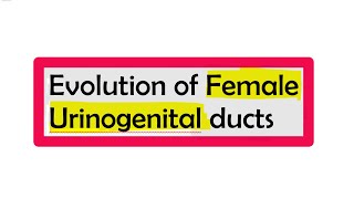 SEM II  38 Evolution of Female Urinogenital ducts [upl. by Anivel]