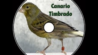 Canto canario timbrado español [upl. by Elleina]