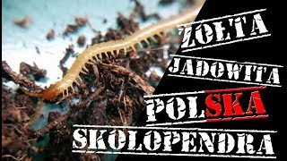 ŻÓŁTA JADOWITA POLSKA SKOLOPENDRA  Zieminek Geophilus sp [upl. by Mcknight]