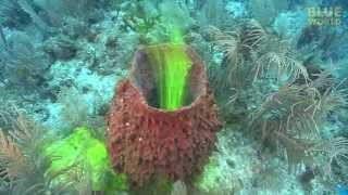 Amazing footage of sponges pumping [upl. by Amo]