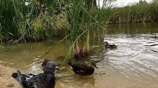 Who is faster magnificent moorhens and pigeons compete for food on the pondbirds [upl. by Analah668]