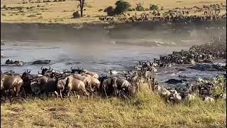 Great Wildebeest Migration Serengeti Mara River Crossing [upl. by Adnuhsar]