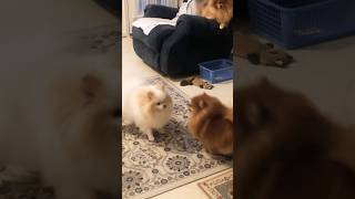 Pomeranian playing compilation funny moments [upl. by Urana538]