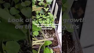 Add mycorrhizal fungi to boost your seedlings [upl. by Ycnahc]