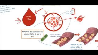 Inflammation Chemotaxis to Diapedesis [upl. by Particia]