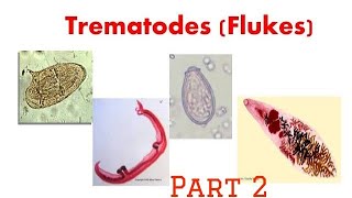 Trematodes  Clonorchis [upl. by Illak]