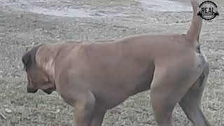 Real Boerboels  Majestic Boerboel [upl. by Aizirtap993]