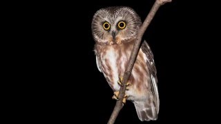 Photographing a Northern Sawwhet Owl [upl. by Alakim]