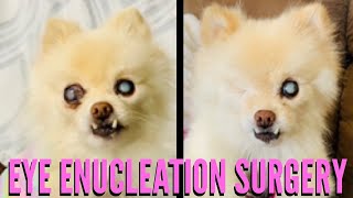 Glaucoma Eye removal Surgery and Healing  Pomeranian Dog [upl. by Gwyn]