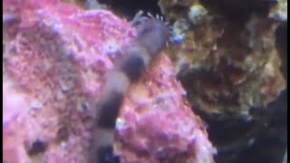 Reef Tank Hitchhiker ID  Peanut Worm [upl. by Kolva]