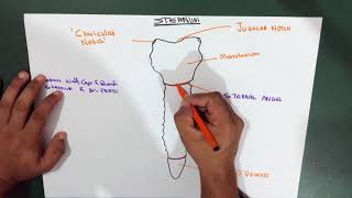 Introduction  Thorax  Sternum  Part 1 Anatomy [upl. by Clorinda]