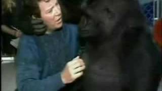 Shatner Goes Ape Over Koko the Gorilla  92908 [upl. by Bevus]