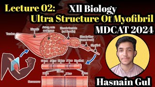 Ultra Structure Of MyofibrilStructure of MuscleLecture 02Urdu amp Hindi [upl. by Nyvrem449]