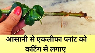 How to Grow Acalypha plant by cutting copper leaf plant grow by cuttingacalypha plant grow tips [upl. by Grimona]