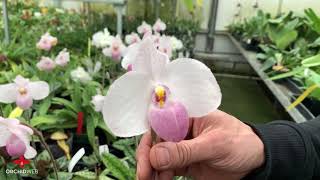 OrchidWeb  Blooming Paphiopedilum delenatii [upl. by Zulaledairam]