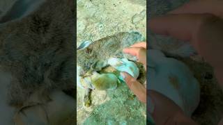 Rabbits 🐇 Chicks Feed But Mother Death bird shorts viralshorts viralvideo trending [upl. by Gilleod]