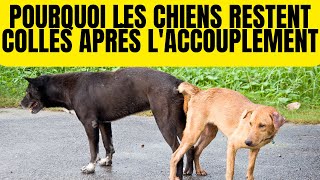 Pourquoi les Chiens Restent CoincésCollés Après L’accouplement  Noeud [upl. by Rosene]