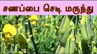 crotalaria juncea சணப்பையின் மருத்துவம் sanappai medicine [upl. by Anerol]