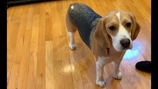 Three tips on how to train your beagle [upl. by Proffitt]