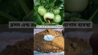 টমেটোর ব্লসম এন্ড রোট প্রতিরোধে আগাম ব্যবস্থা  Tomato blossom end rot disease prevention technique [upl. by Erimahs]