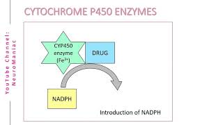 BIOCHEMISTRY  CYTOCHROME P450 ENZYMES AND OXIDATION PROCESS [upl. by Paviour]