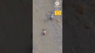 Rabbit chase leopard rabbit leopard trending wildlife shortvideo shorts short [upl. by Ayatal]