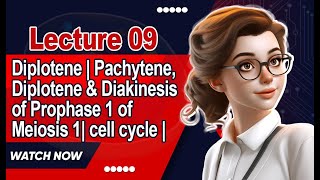 Diplotene  Pachytene Diplotene amp Diakinesis of Prophase 1 of Meiosis 1 cell cycle  Lecture 9 [upl. by Couq]